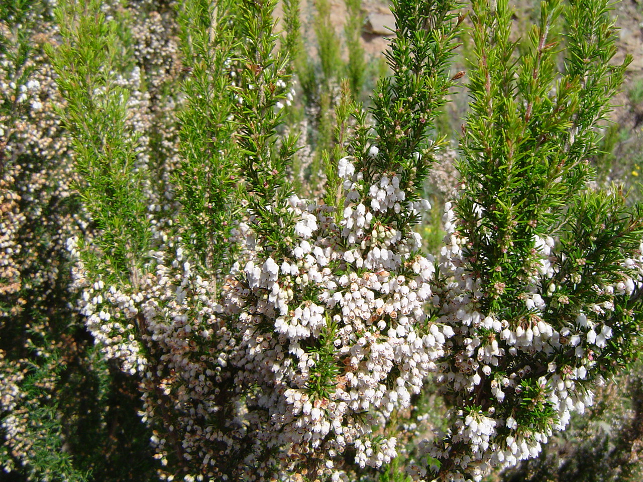 Erica (Fundagil)