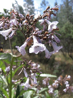 Yerba Santa