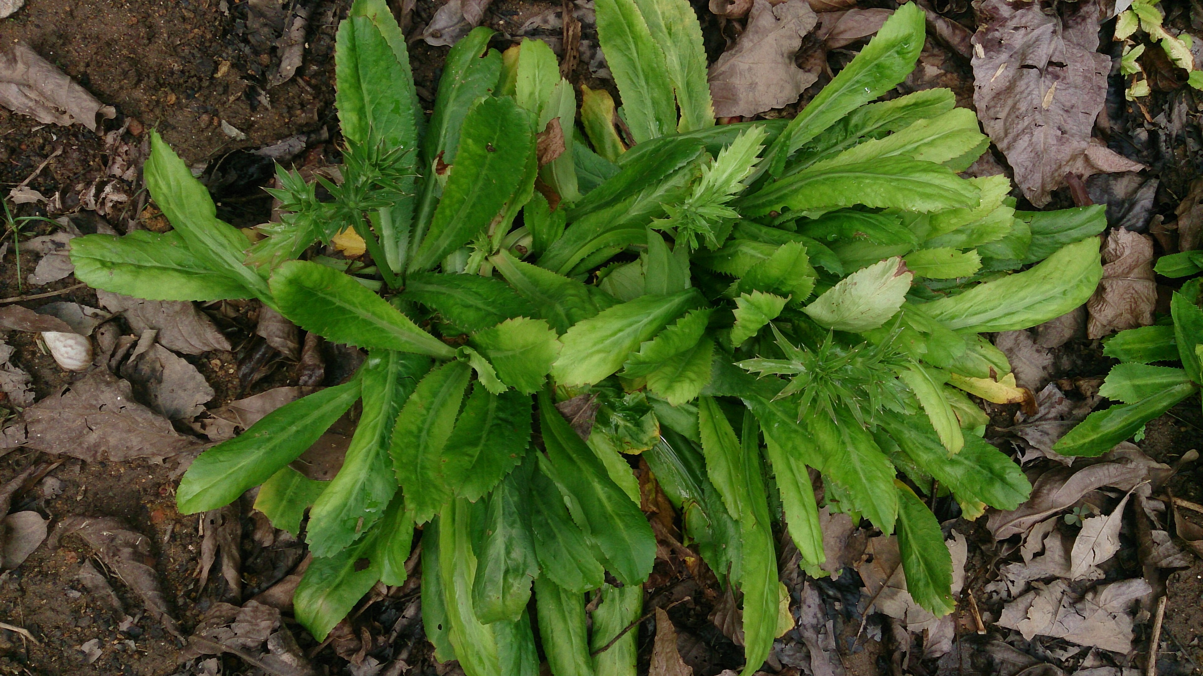 Culantro