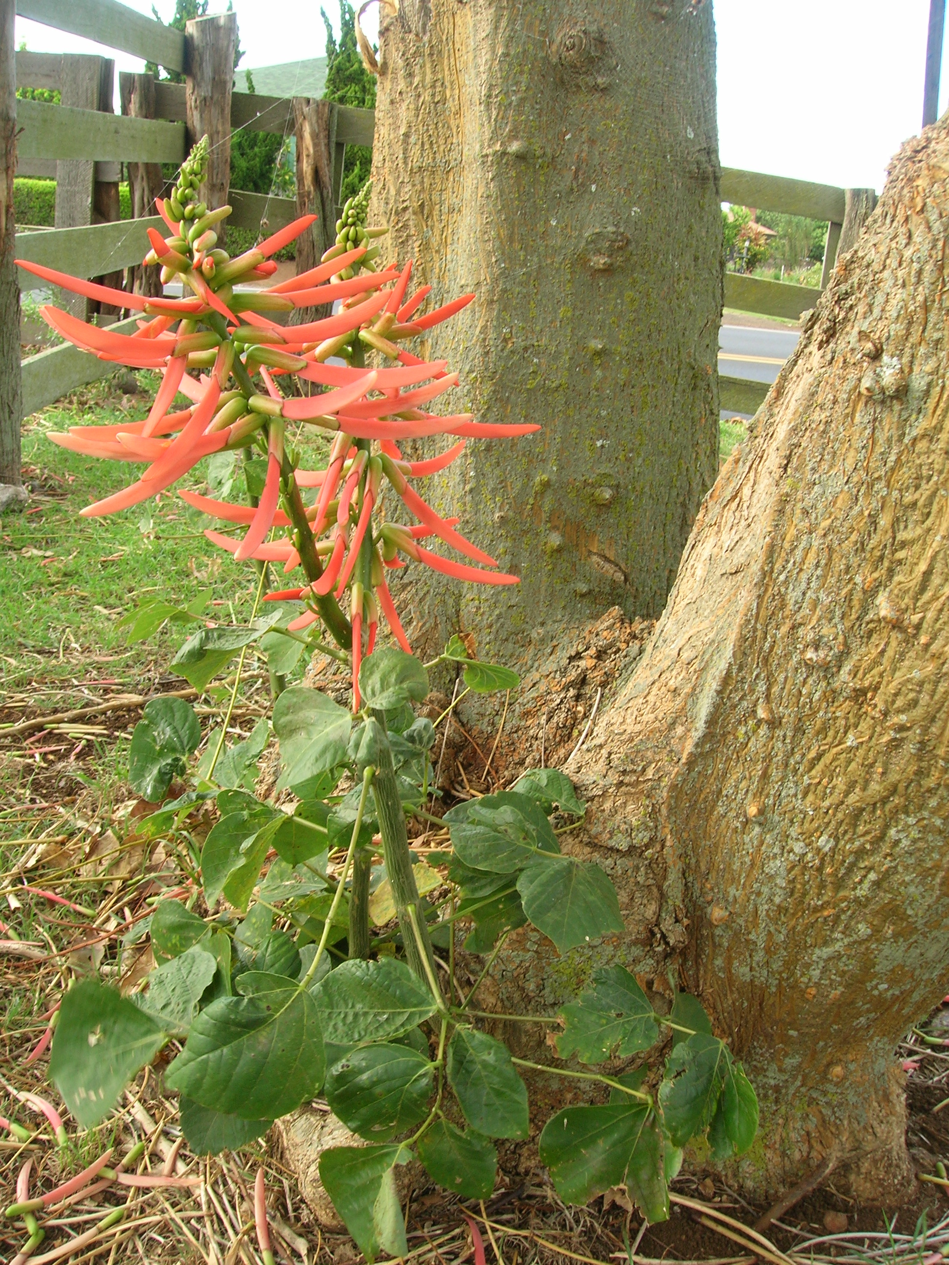 Berteroana Mercan Ağacı