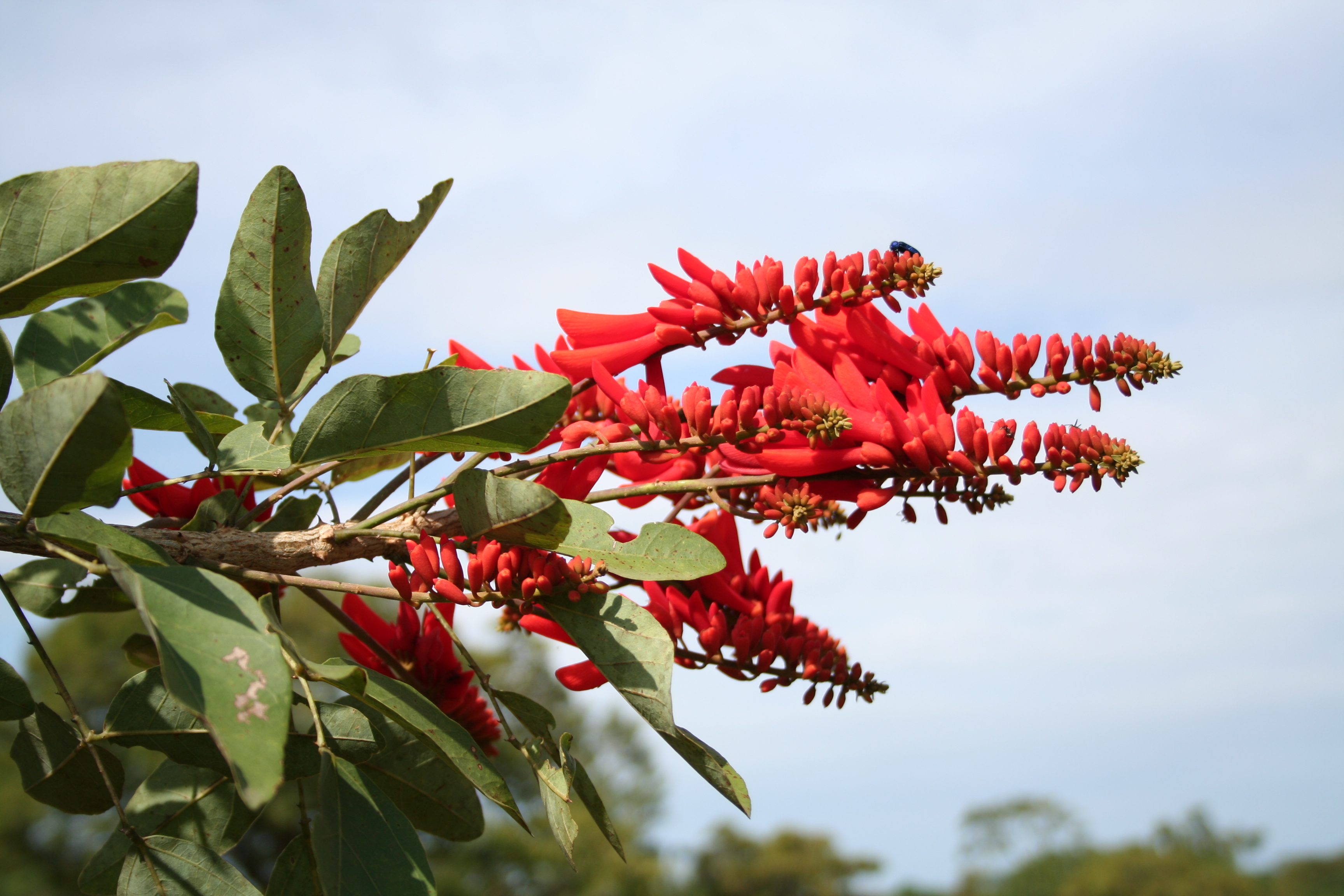 Senegalensis Mercan Ağacı