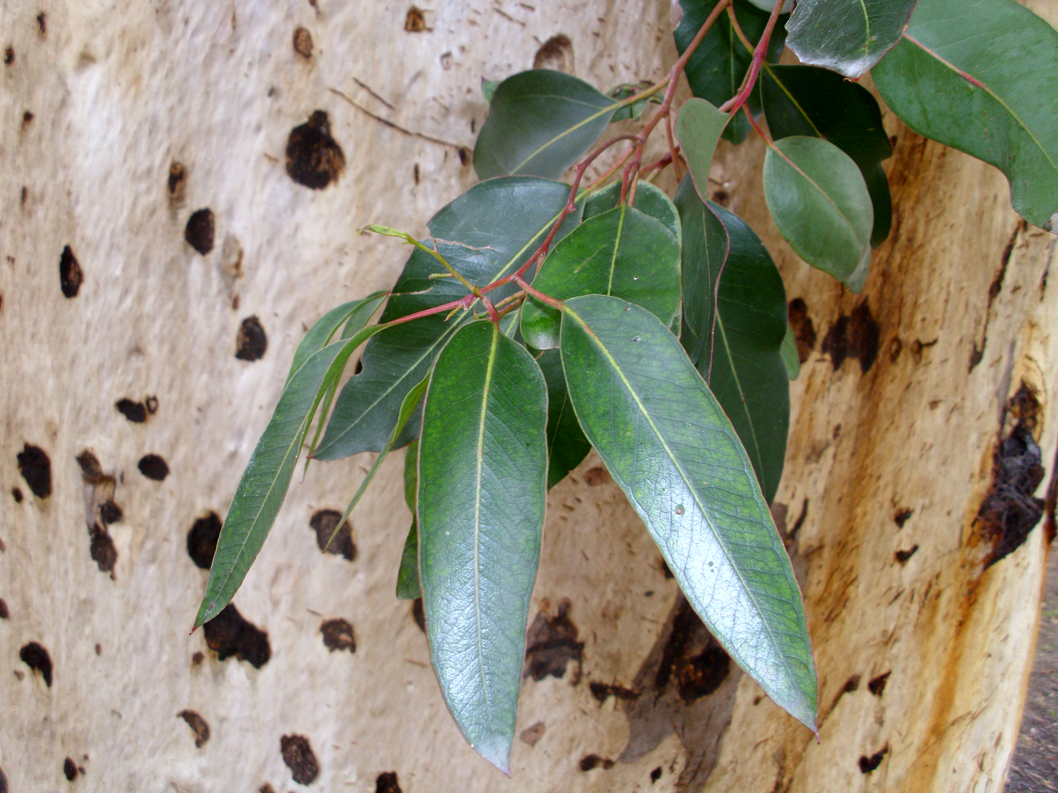 Cladocalyx Okaliptüs