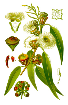 Robusta Okaliptüs
