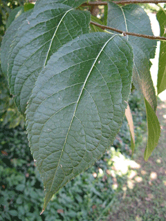 Tu Chung