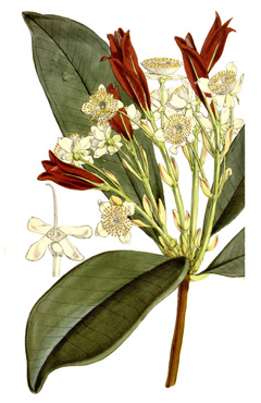 Brasiliensis Eugenia