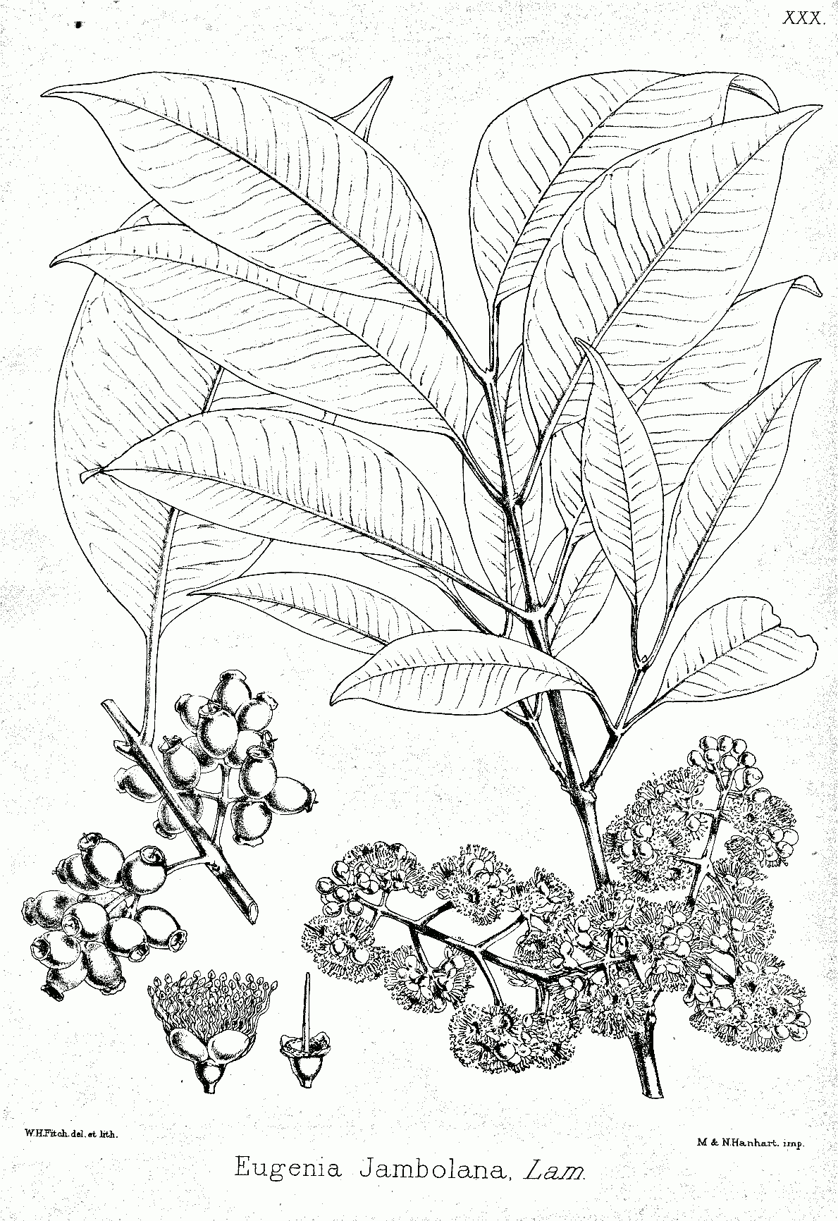 Jambolana Eugenia