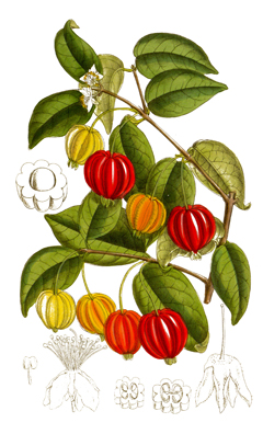 Uniflora Eugenia