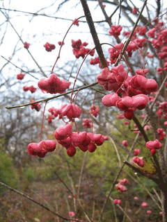 Burning Bush