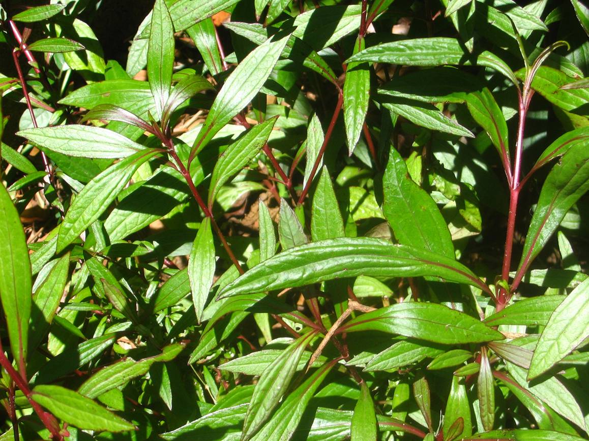 Triplinerved eupatorium
