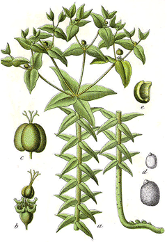 Lathyris Sütleğen