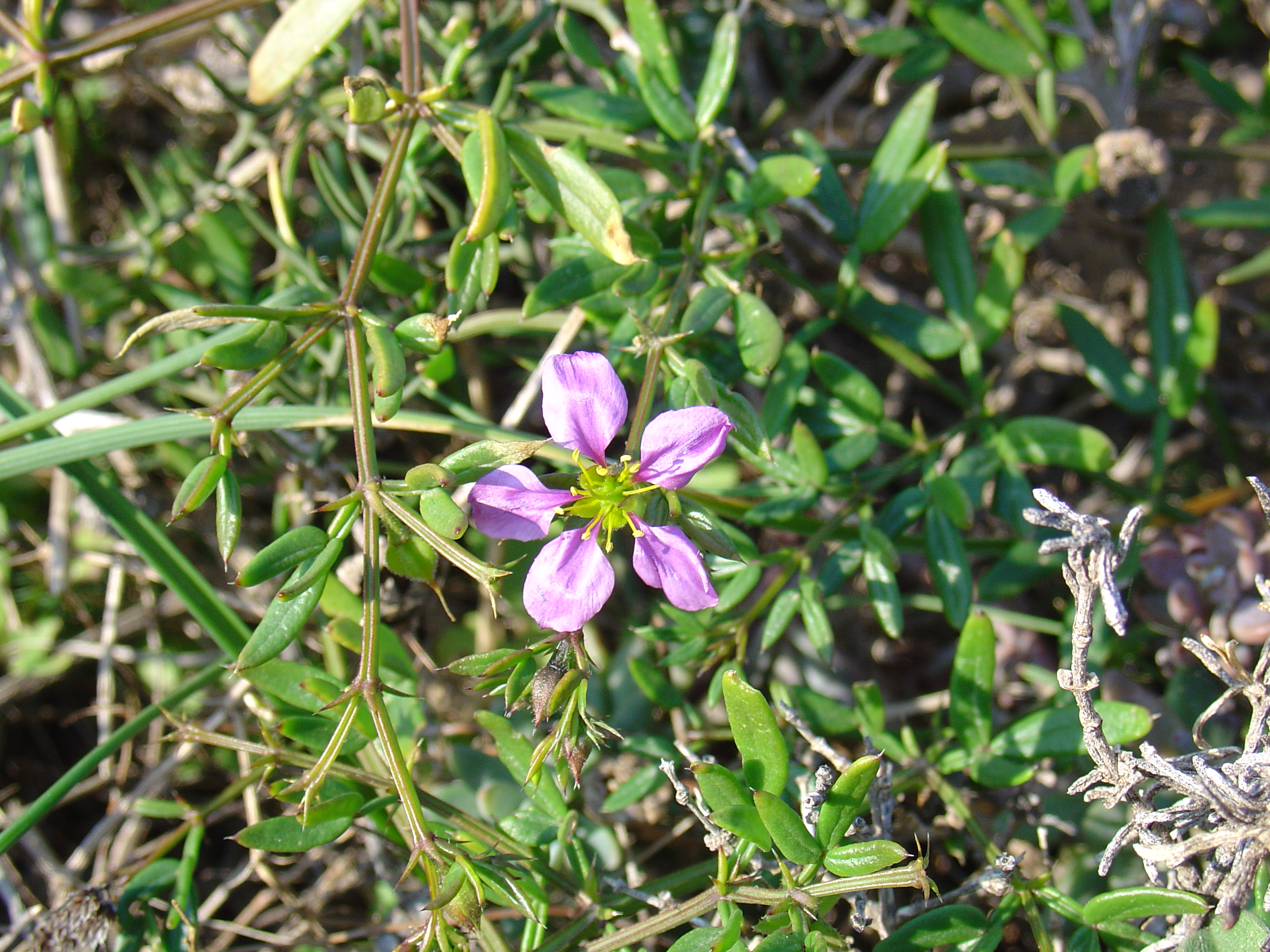 Fagonia