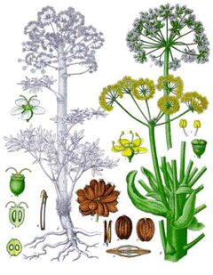 Assa-foetida Çakşır Otu
