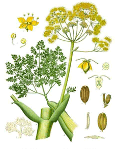 Gummosa Çakşır Otu