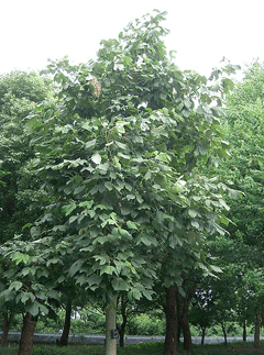Çin Parasol