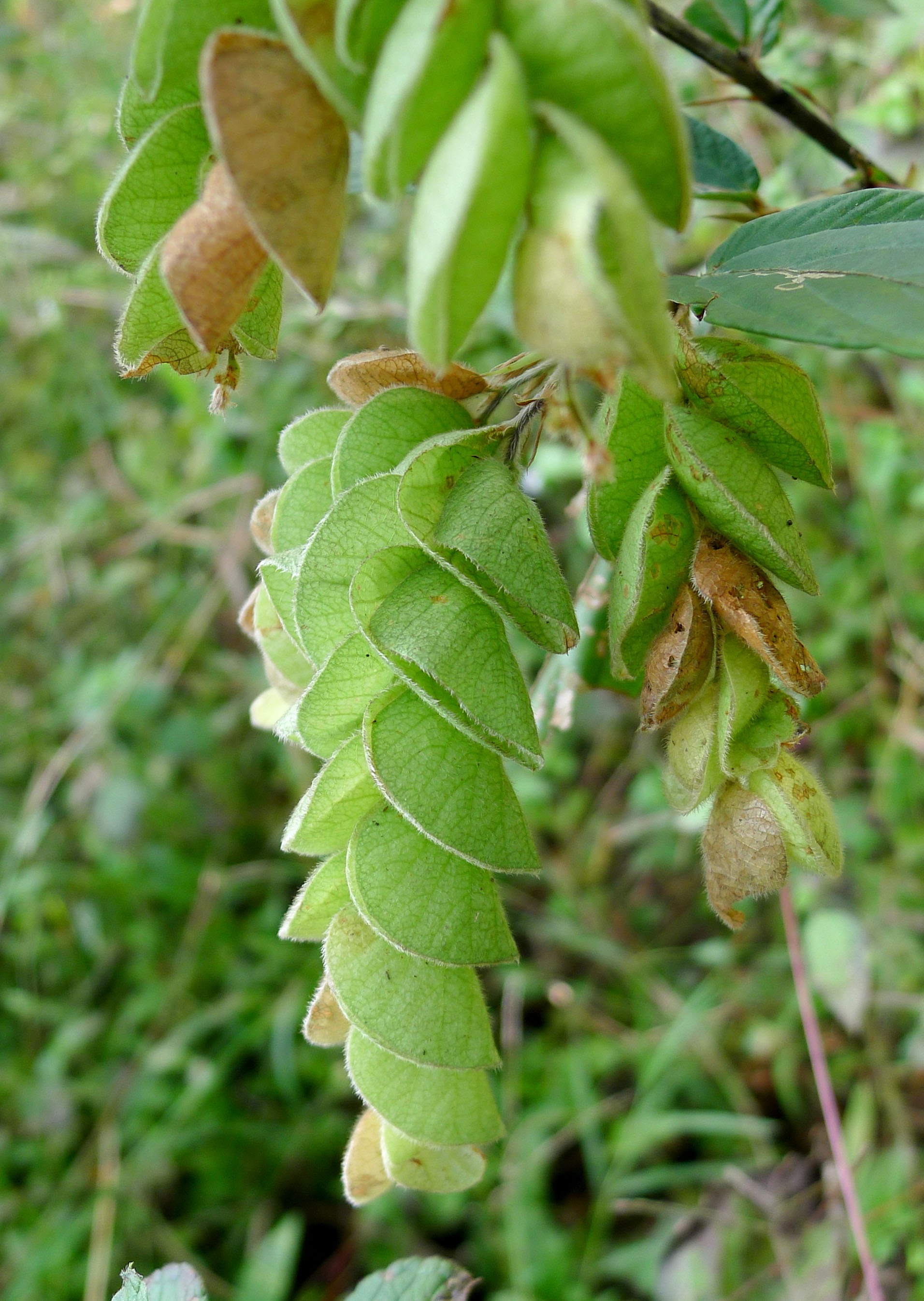 Flemingia (Baklagil)