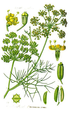 Rezene