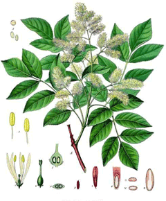 Ornus Dişbudak