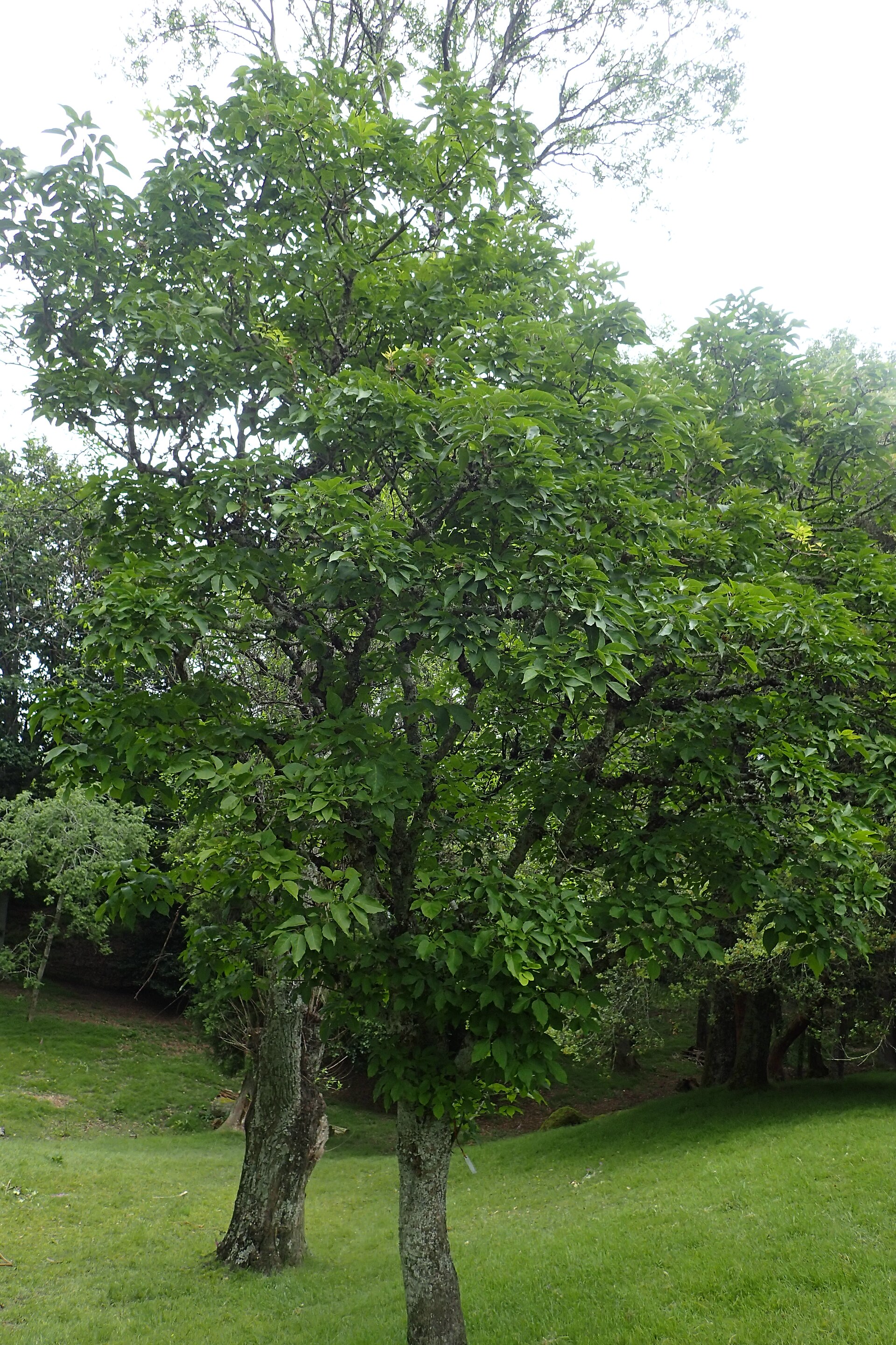 Çin Dişbudağı