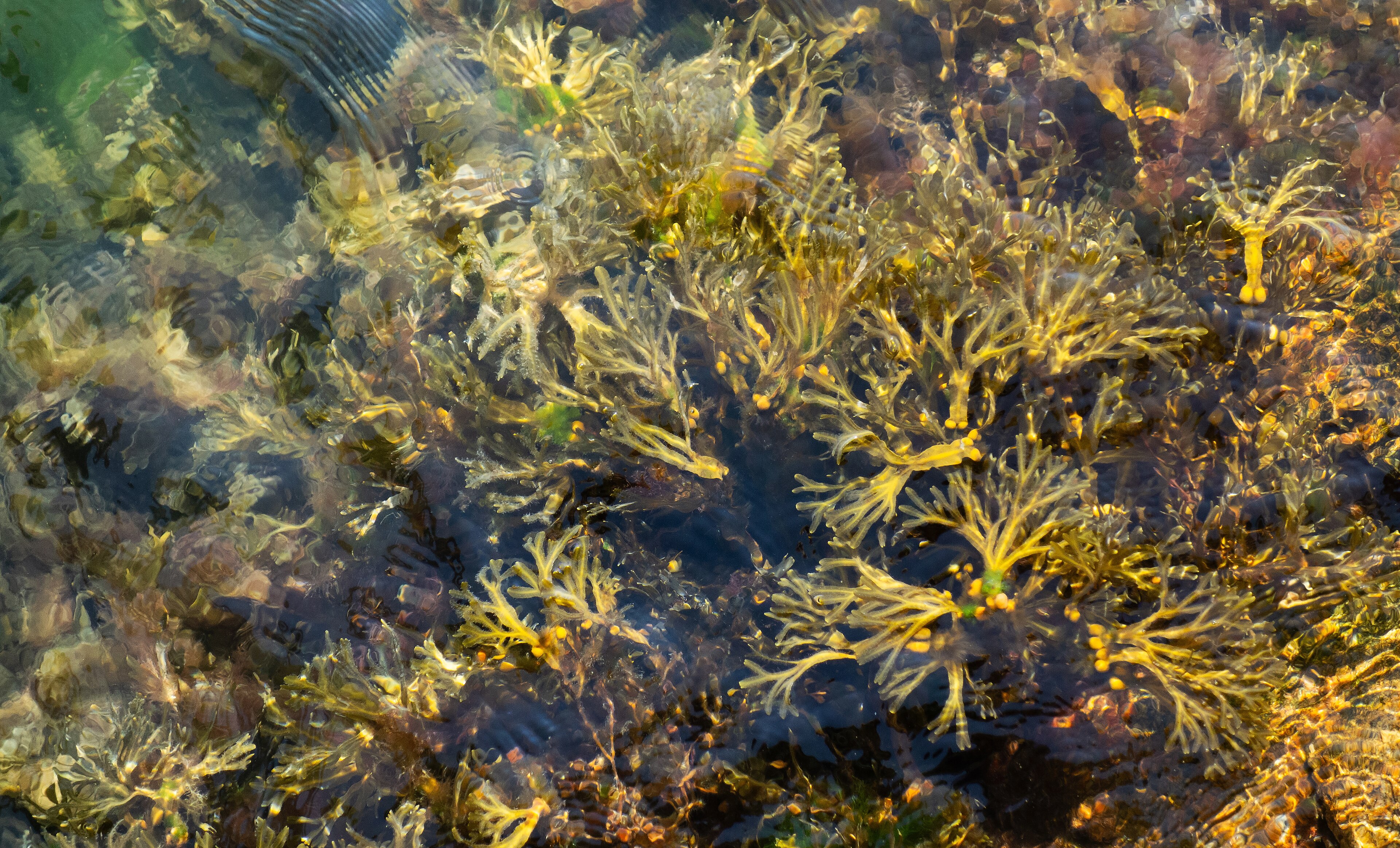 Kelp (Deniz Yosunu)