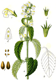 Downy Keneviri Nettle