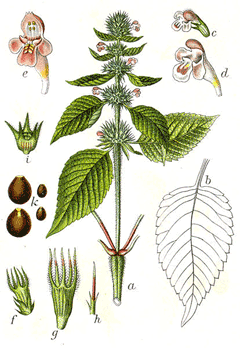 Keneviri Nettle