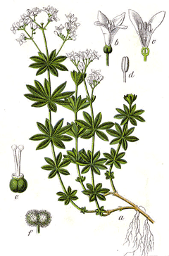 Yıldız Otu (Kokulu Galium)