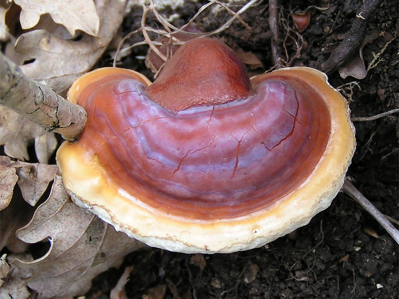 Reishi (Ling Zhi)