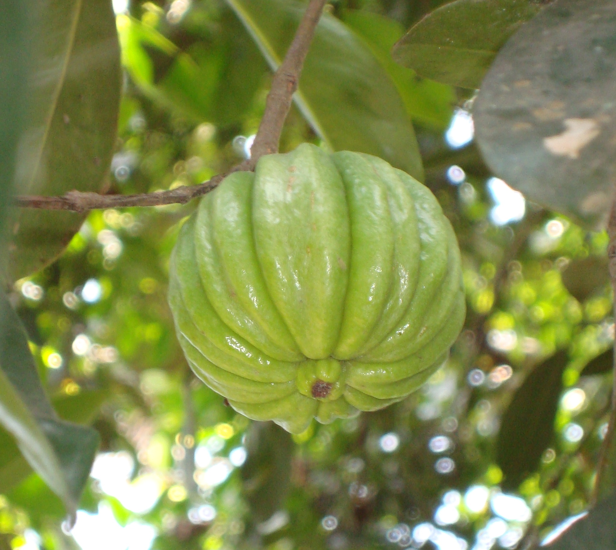 Garcinia (Malabar Tamarindi)