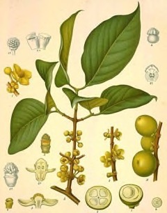 Hanburyi Garcinia