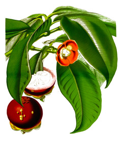 Mangostan