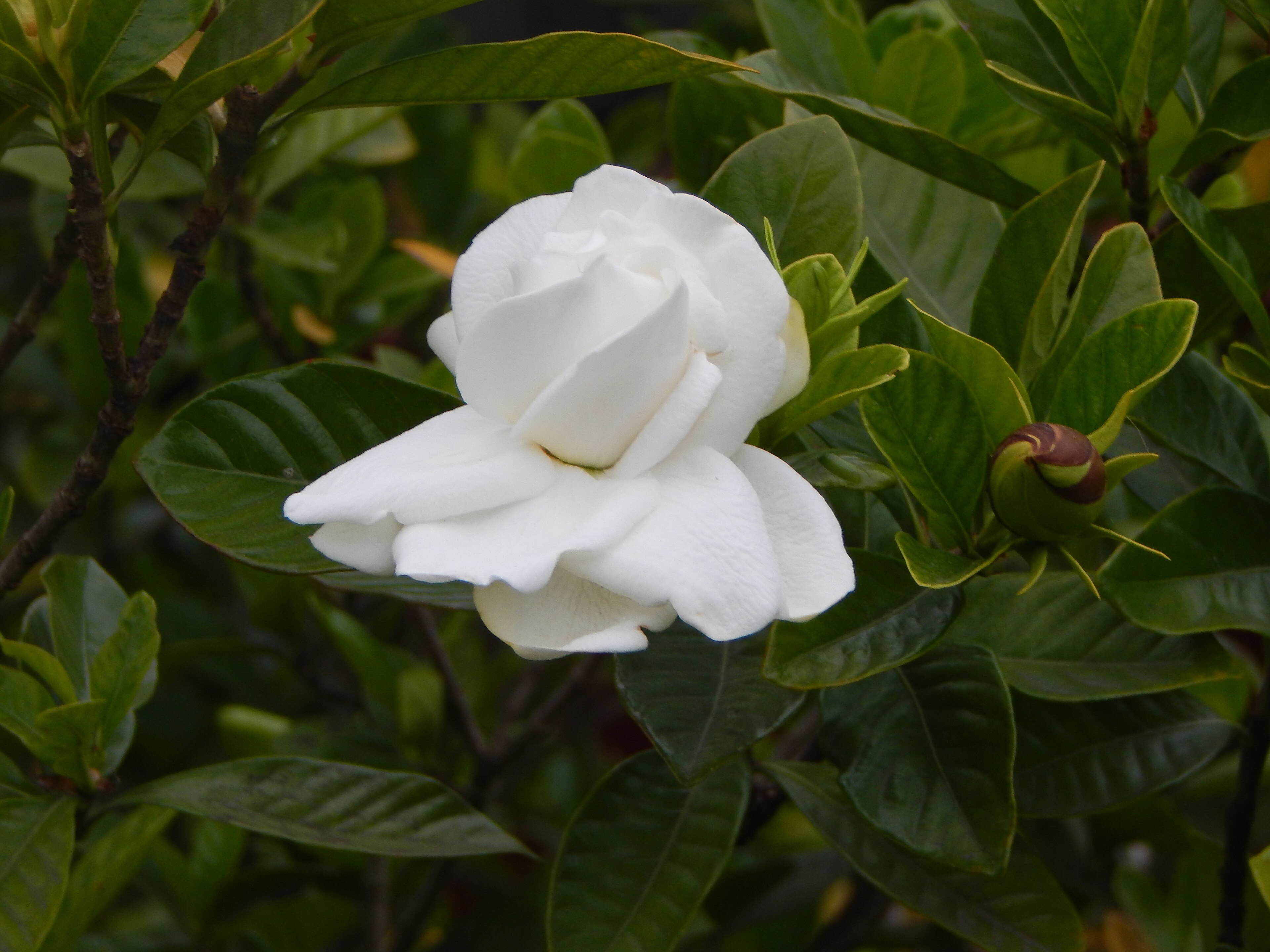 Gardenya