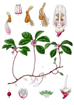 Kış Yeşili Çayı