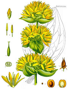 Centiyana (Sarı Centiyana)