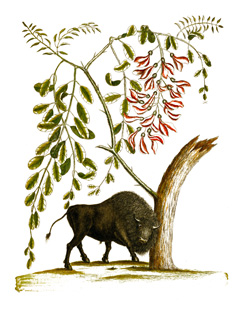 Mata Raton