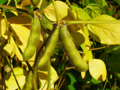 Soya