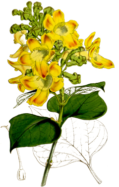 Gmelina (Ballıbabagil)