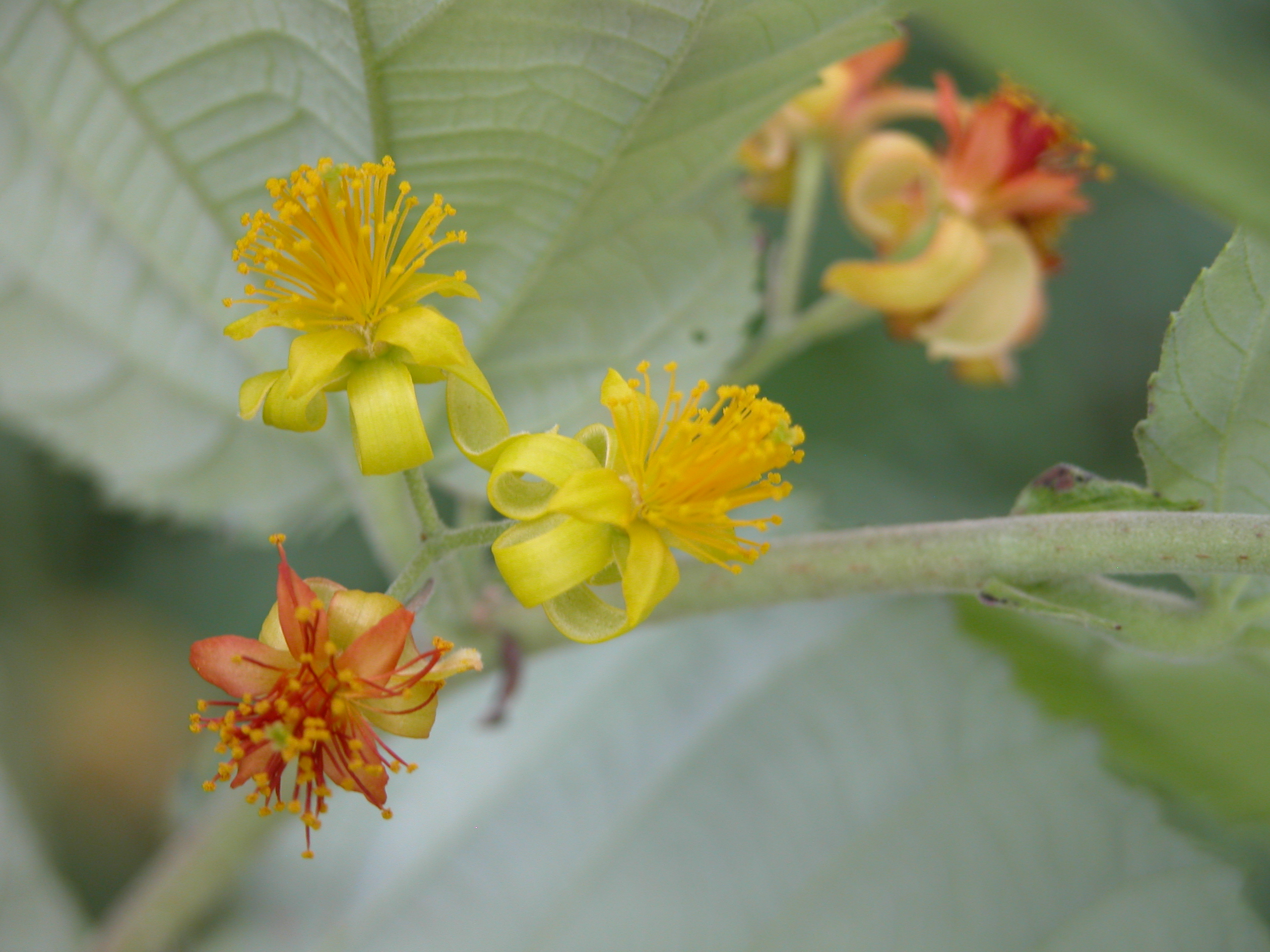 Asiatica Grewia