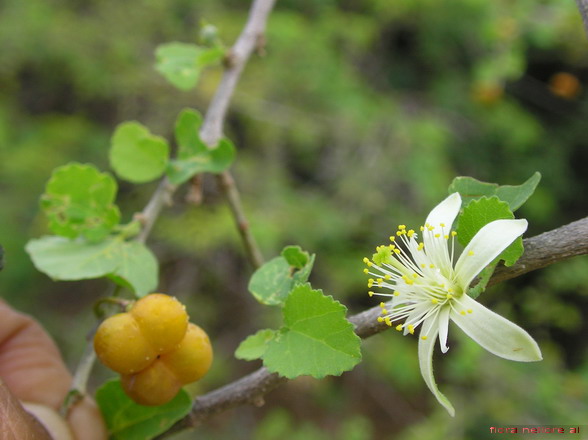 Tenax Grewia