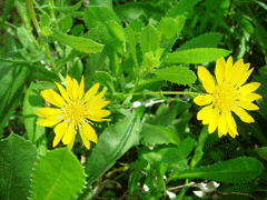 Reçine Çiçeği