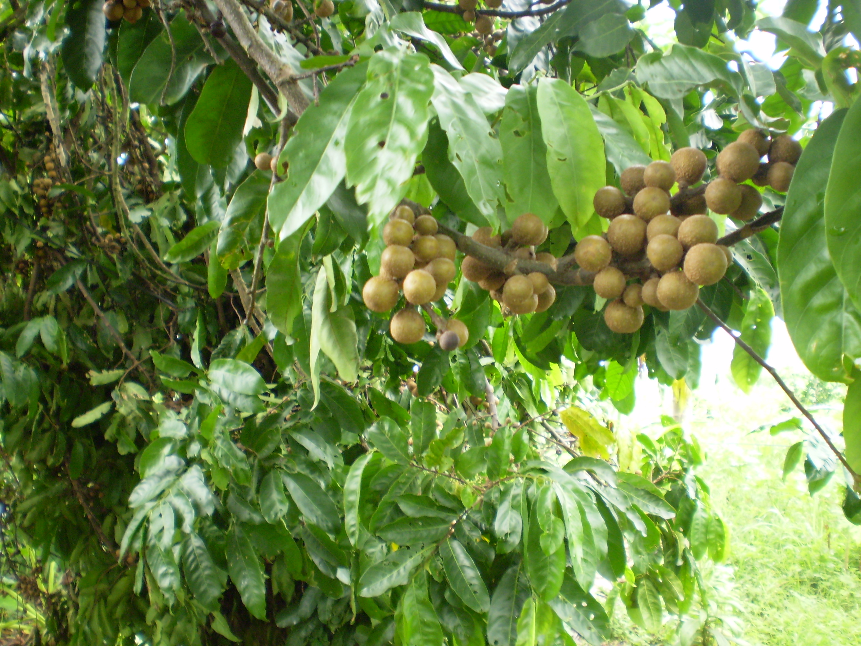 Cocillana