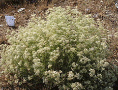 Gypsophila (Karanfilgil)