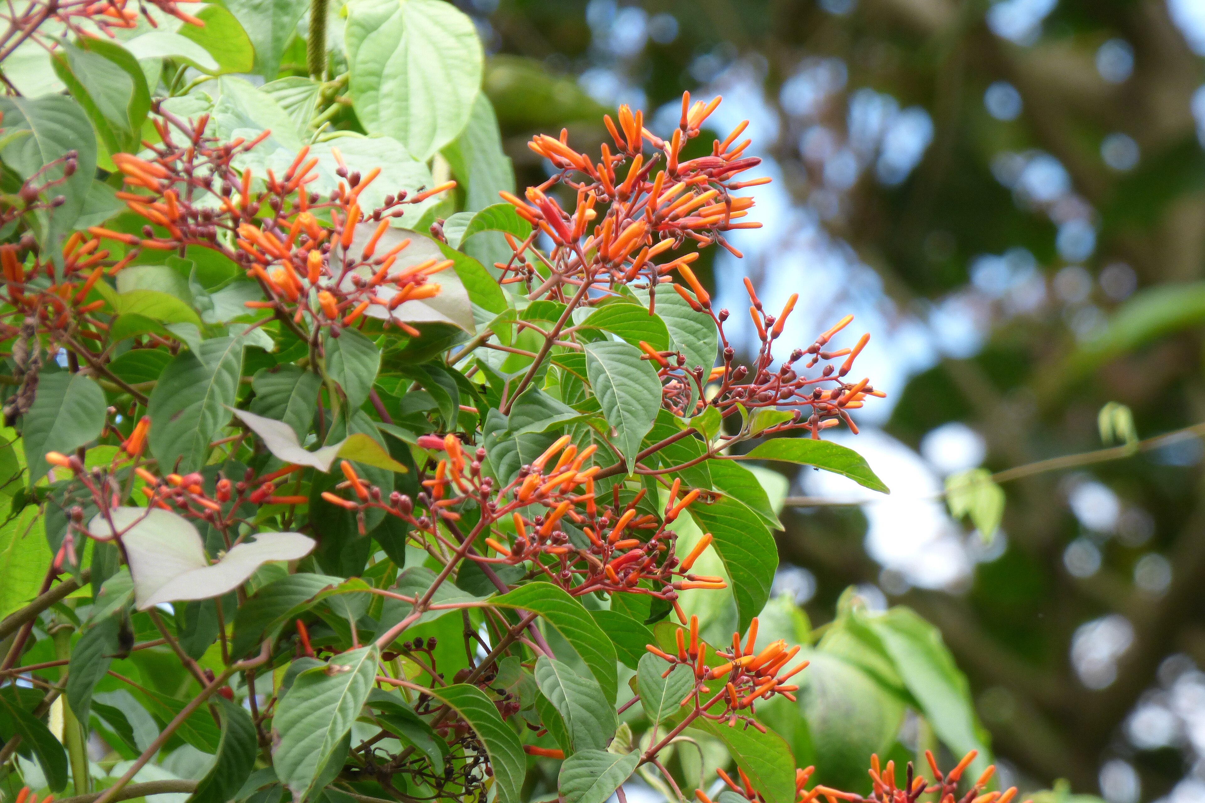 Scarlet Bush