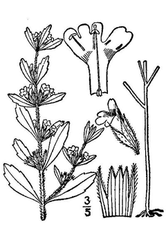 Amerikan Pennyroyal