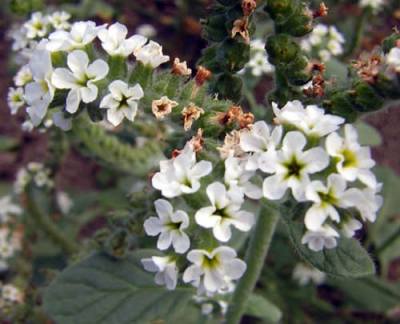 Heliotrope