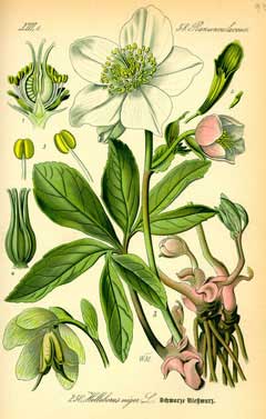 Kara Hellebore