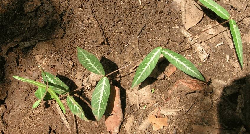 Hint Sarsaparilla