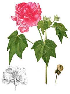 Mutabilis Ebegümeci