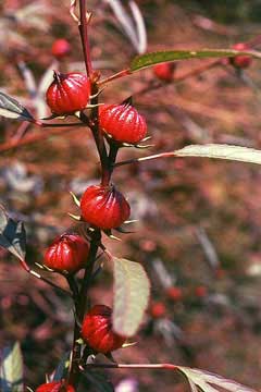 Bamya Çiçeği (Hibiskus)