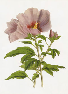 Syriacus Ebegümeci