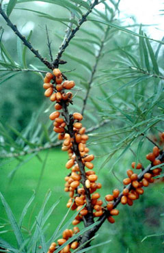 Yaban Mersini (Çıçırgan)